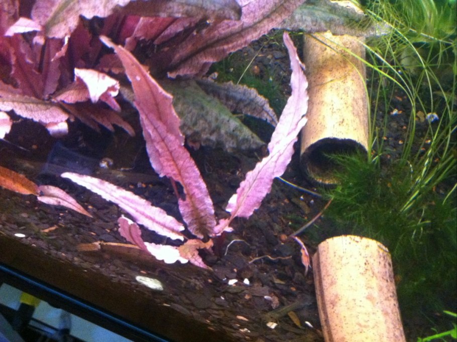 Криптокорина фламинго