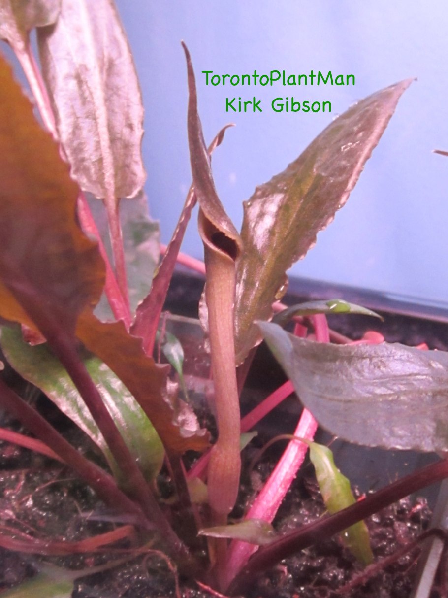 Криптокорины в природе