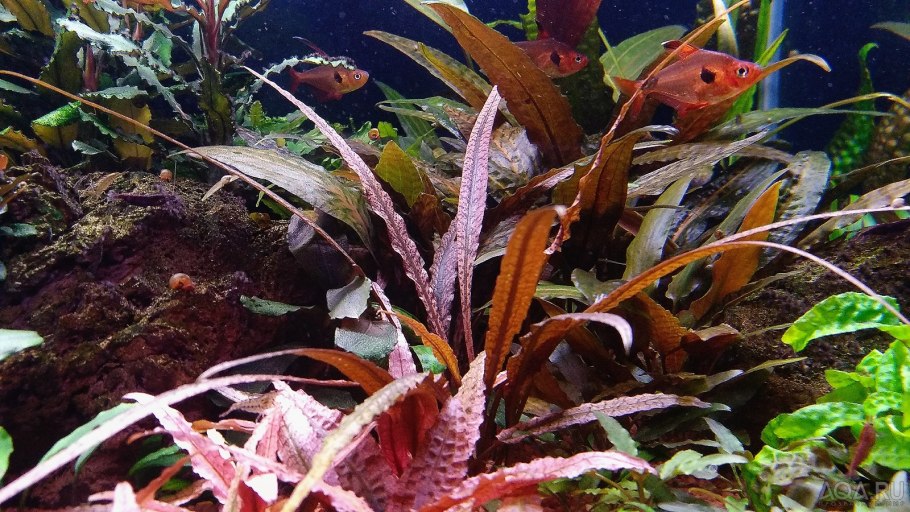 Криптокорина Вендта розовая пантера