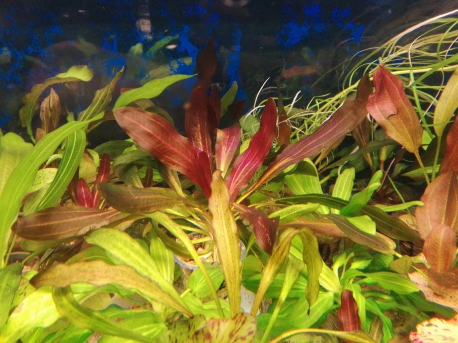 Криптокорина Вендта