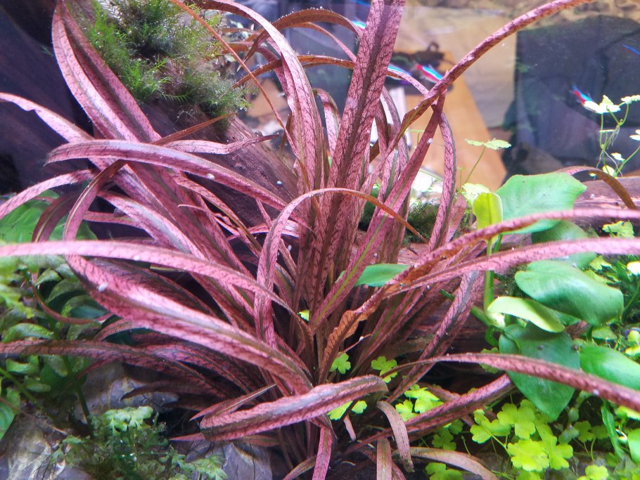 Криптокорина спиралис ред