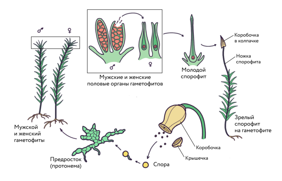 Папоротниковидные схема