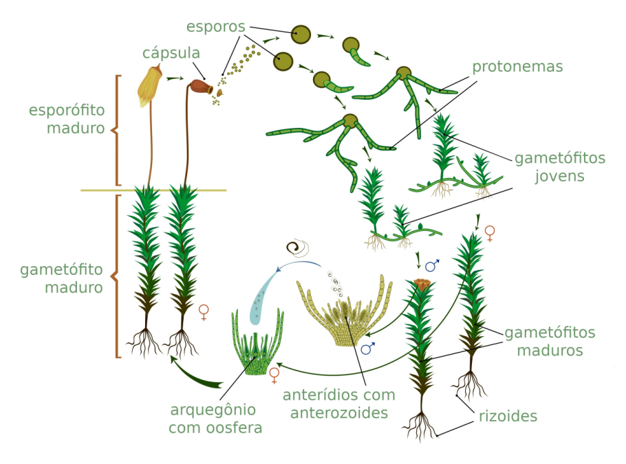 Жизненный цикл мха