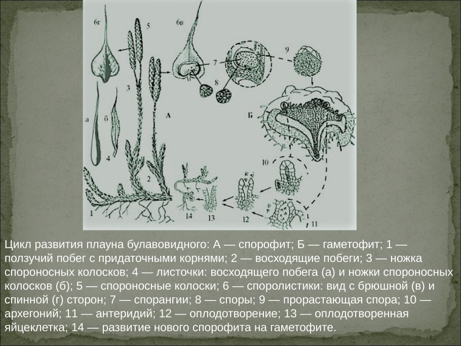 Polytrichum спорофит