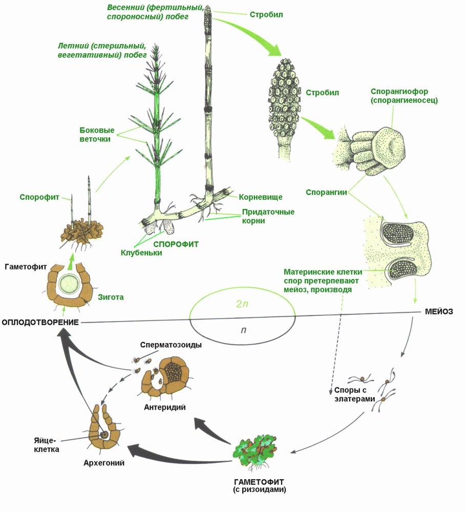 Жизненный цикл плауна булавовидного схема