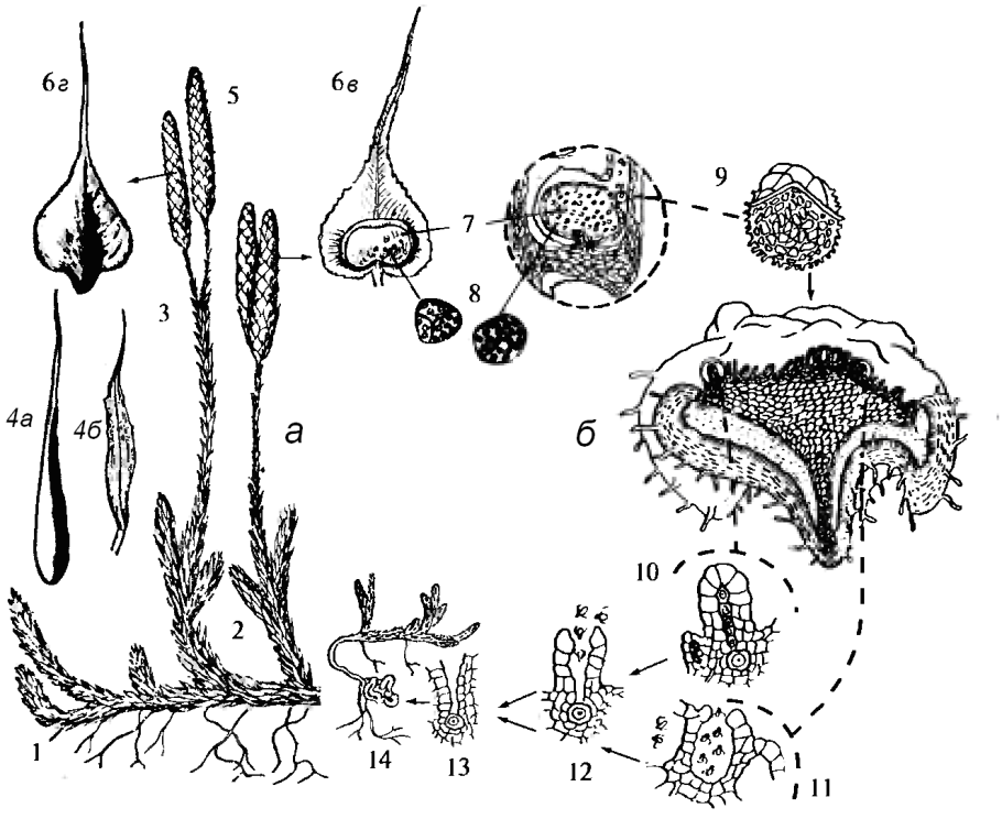 Гаметофит плауна булавовидного