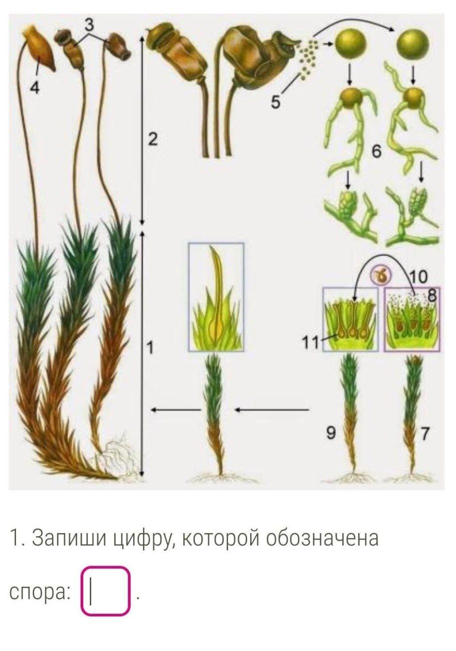 Цикл развития хвоща полевого схема