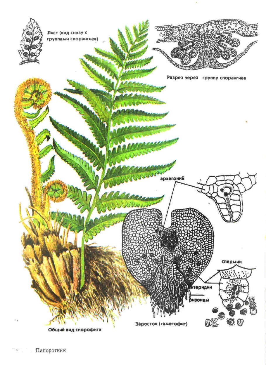 Which of the following structures belong to the sporophyte Generation? A. antheridium