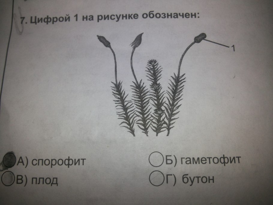 Цикл развития щитовника мужского схема
