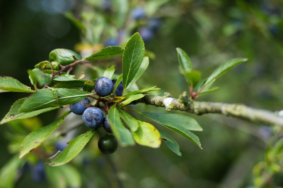 Лист тернослива