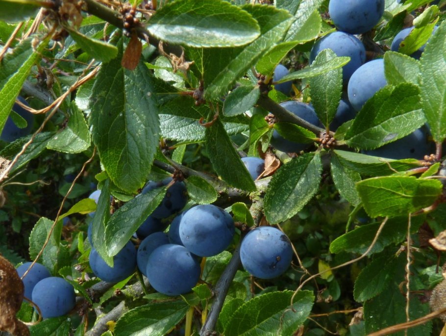 Слива колючая (Терн) (Prunus spinosa)