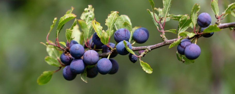 Терн колючий листья