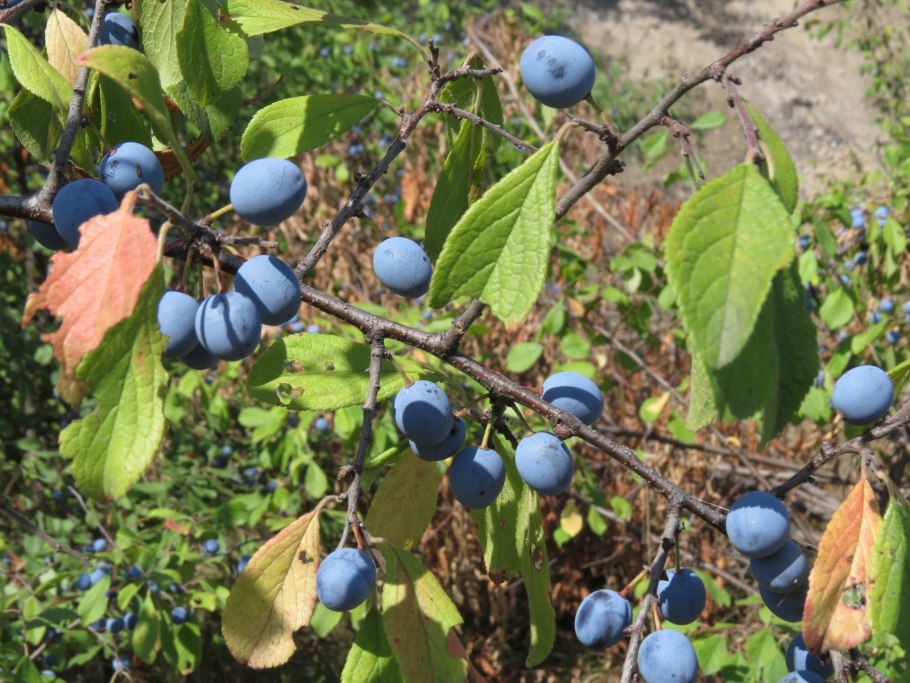Вечнозеленый кустарник голубика