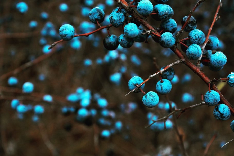 Ягодный кустарник Гойя