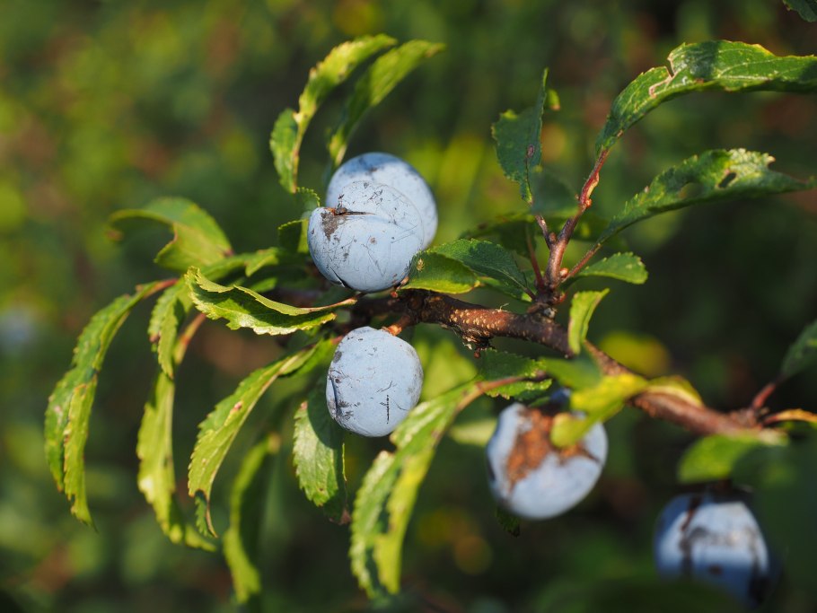 Дикие голубые ягоды