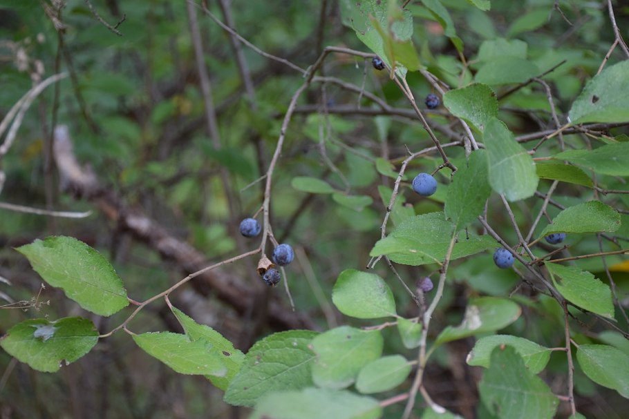 Голубая вишня