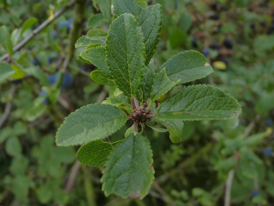 Лист тернослива