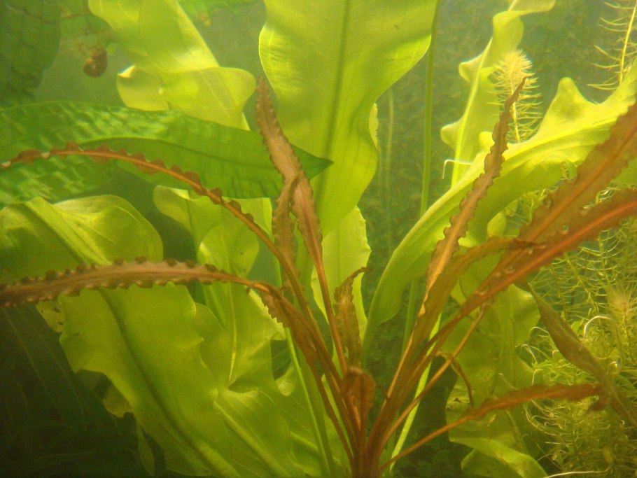 Эхинодорус Апоногетон