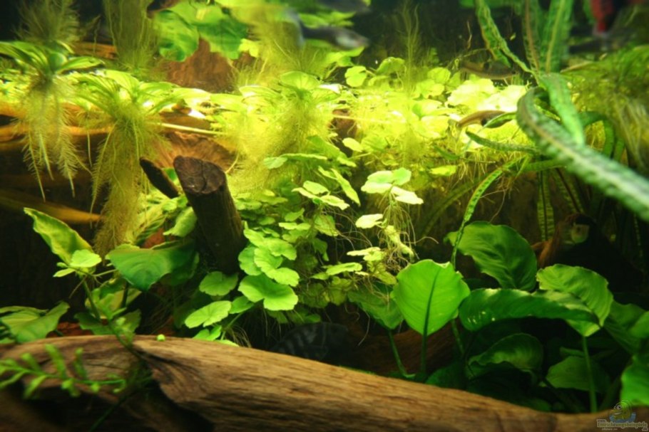 Апоногетон мадагаскарский