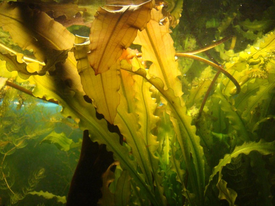 Апоногетон кожистолистный