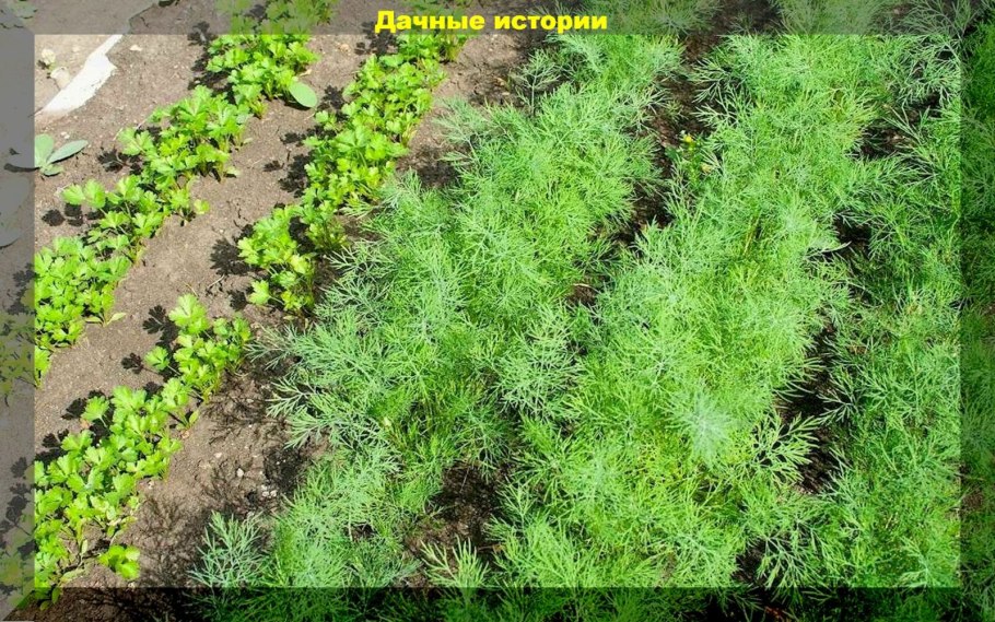 Аллелопатия растений таблица совместимости