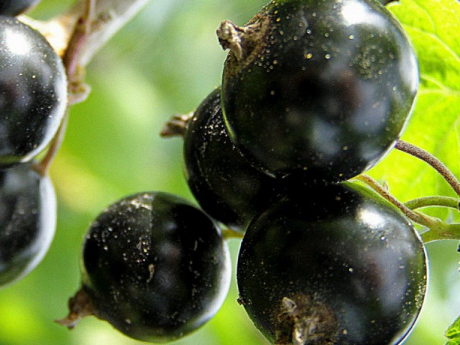 Смородина черная Вологда