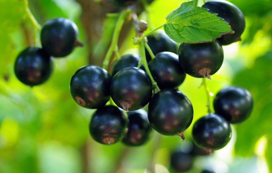 Смородина черная Бен тиран