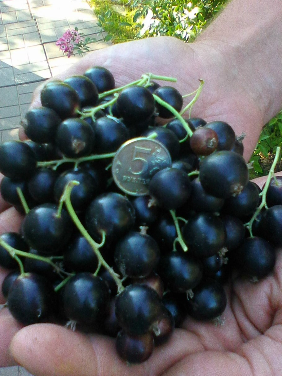 Сеянец голубки черная смородина