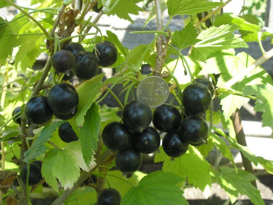 Смородина чёрная Жемчужина