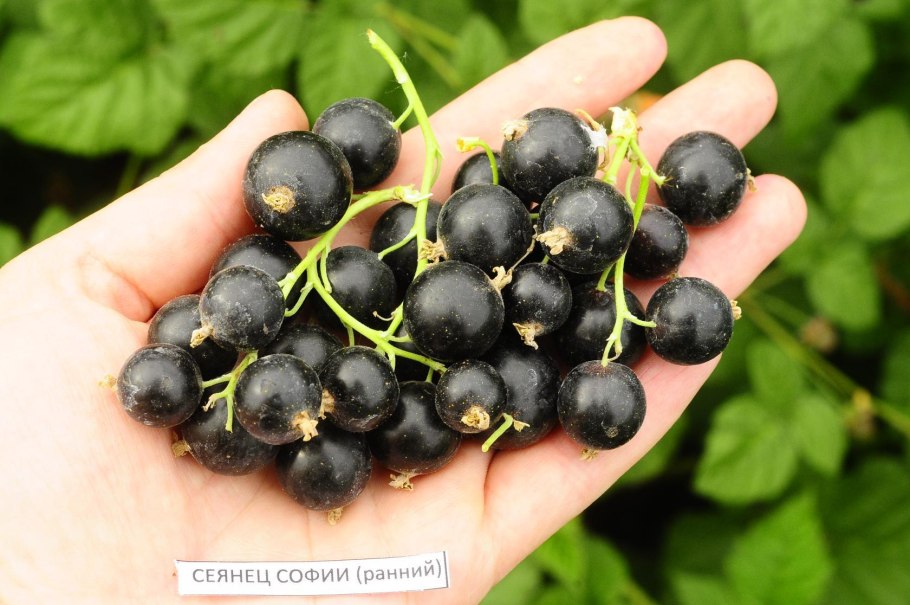 Смородина черная Селигер 2