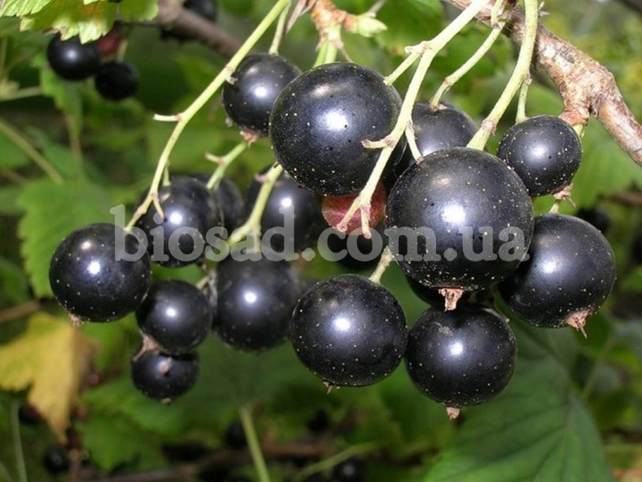 Смородина черная Сибилла