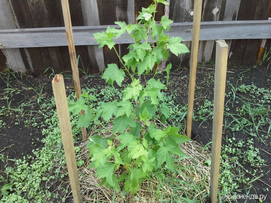 Смородина Литвиновская