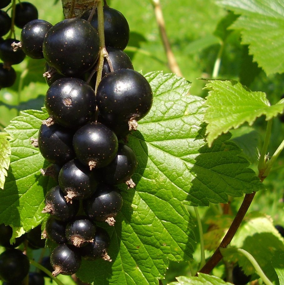 Смородина черная Пигмей