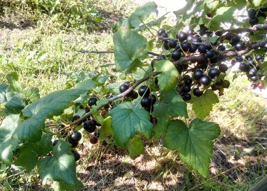 Сеянец голубки черная смородина