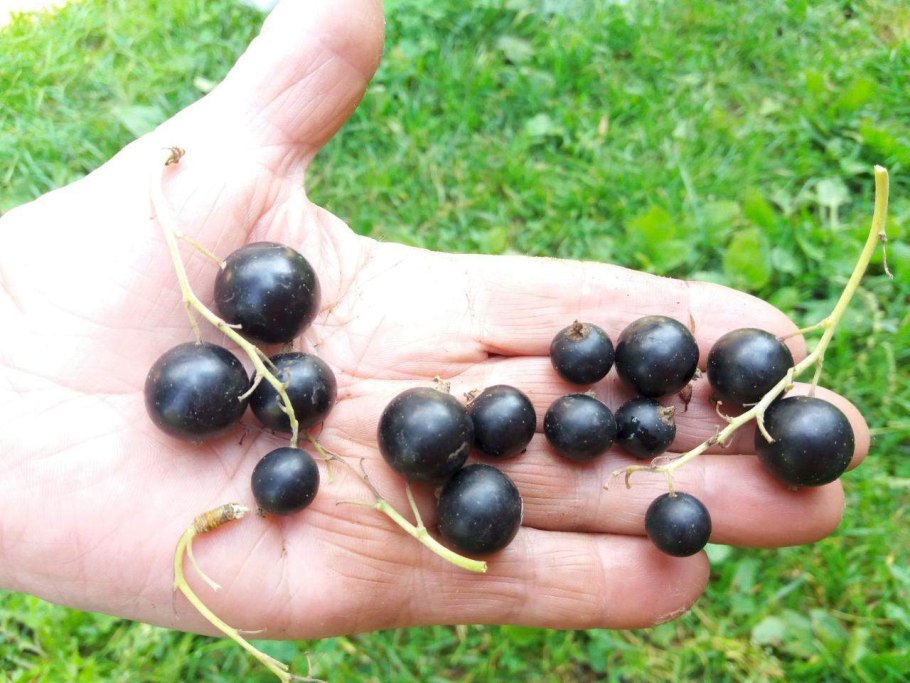 Черная смородина сорт Вологодский