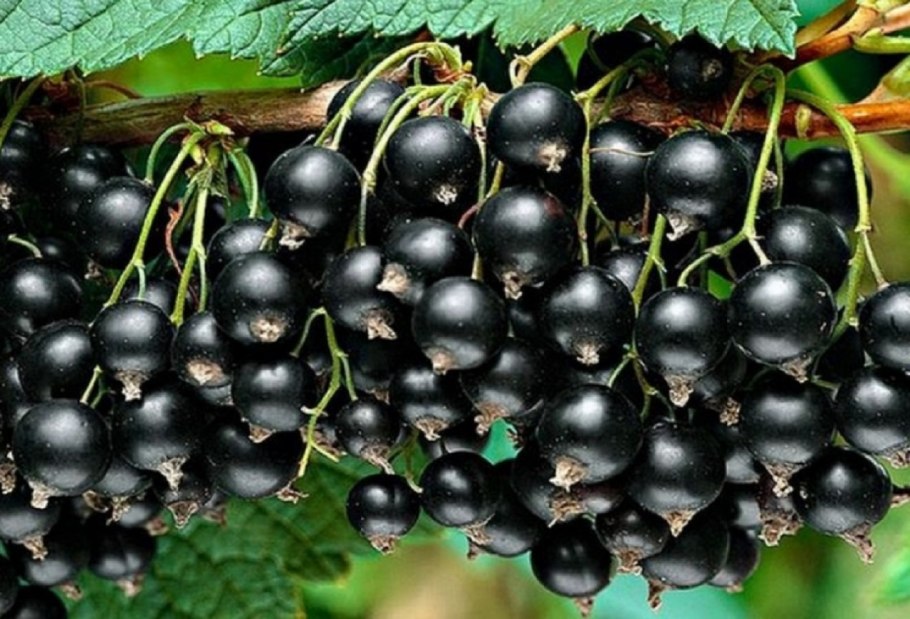 Смородина чёрная Изюмная
