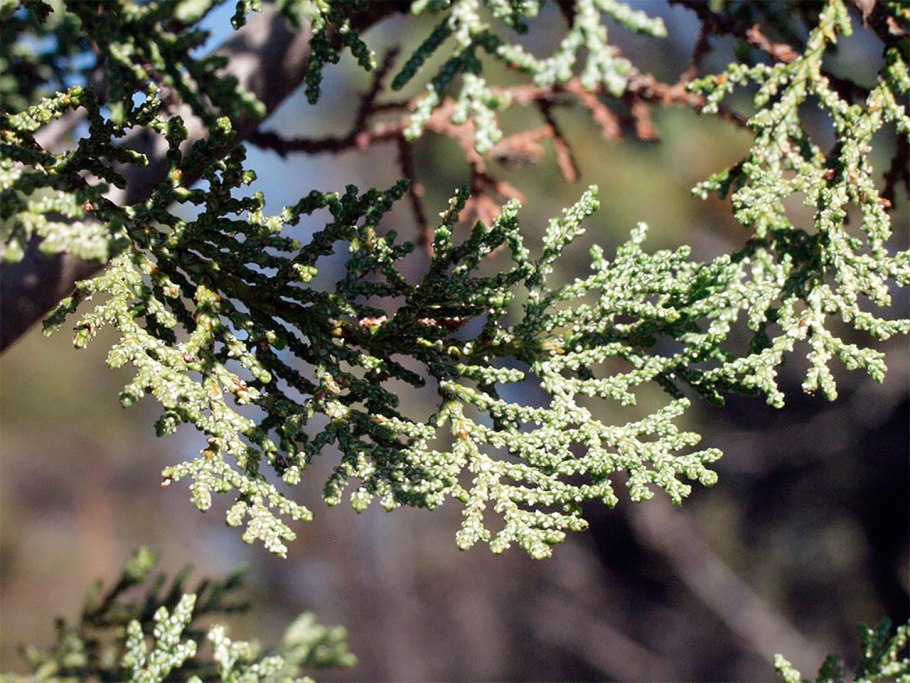Taxodium distichum