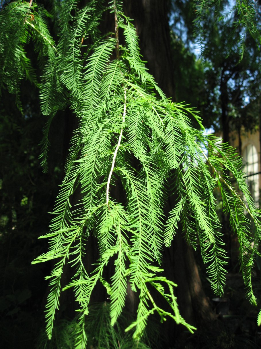 Taxodium distichum