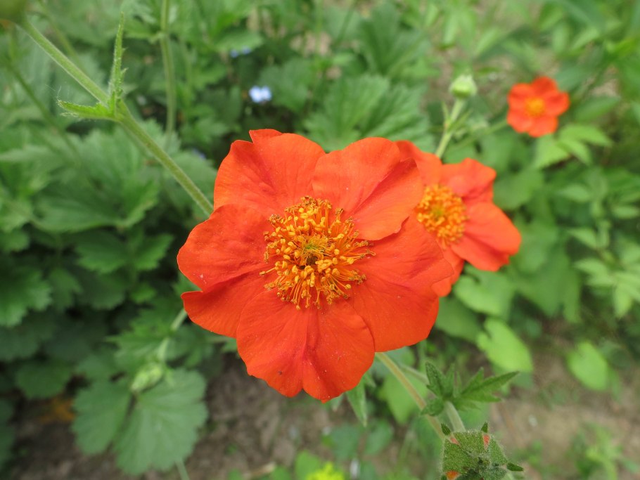 Гравилат миссис Брэдшоу