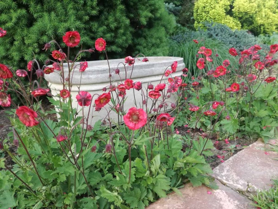 Гравилат Pink fluffy