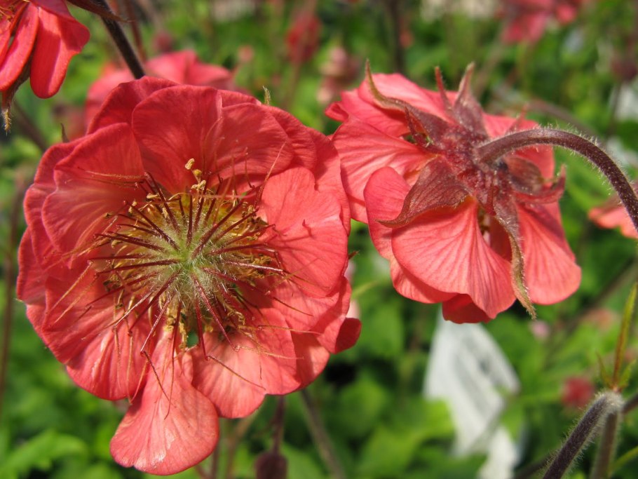 Гравилат Аурелия