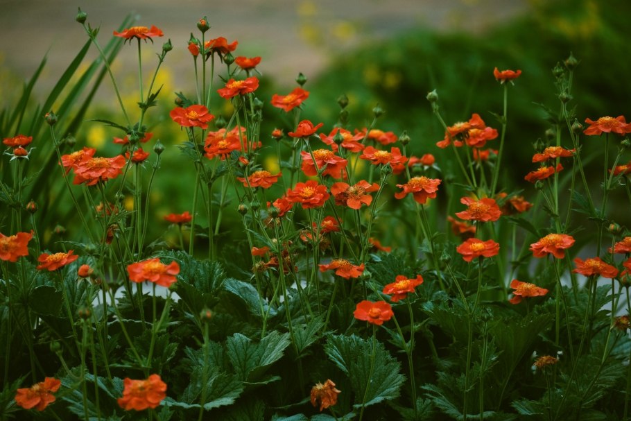 Гравилат цветок