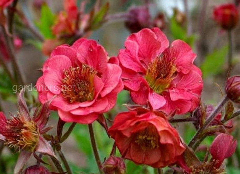 Гравилат Речной