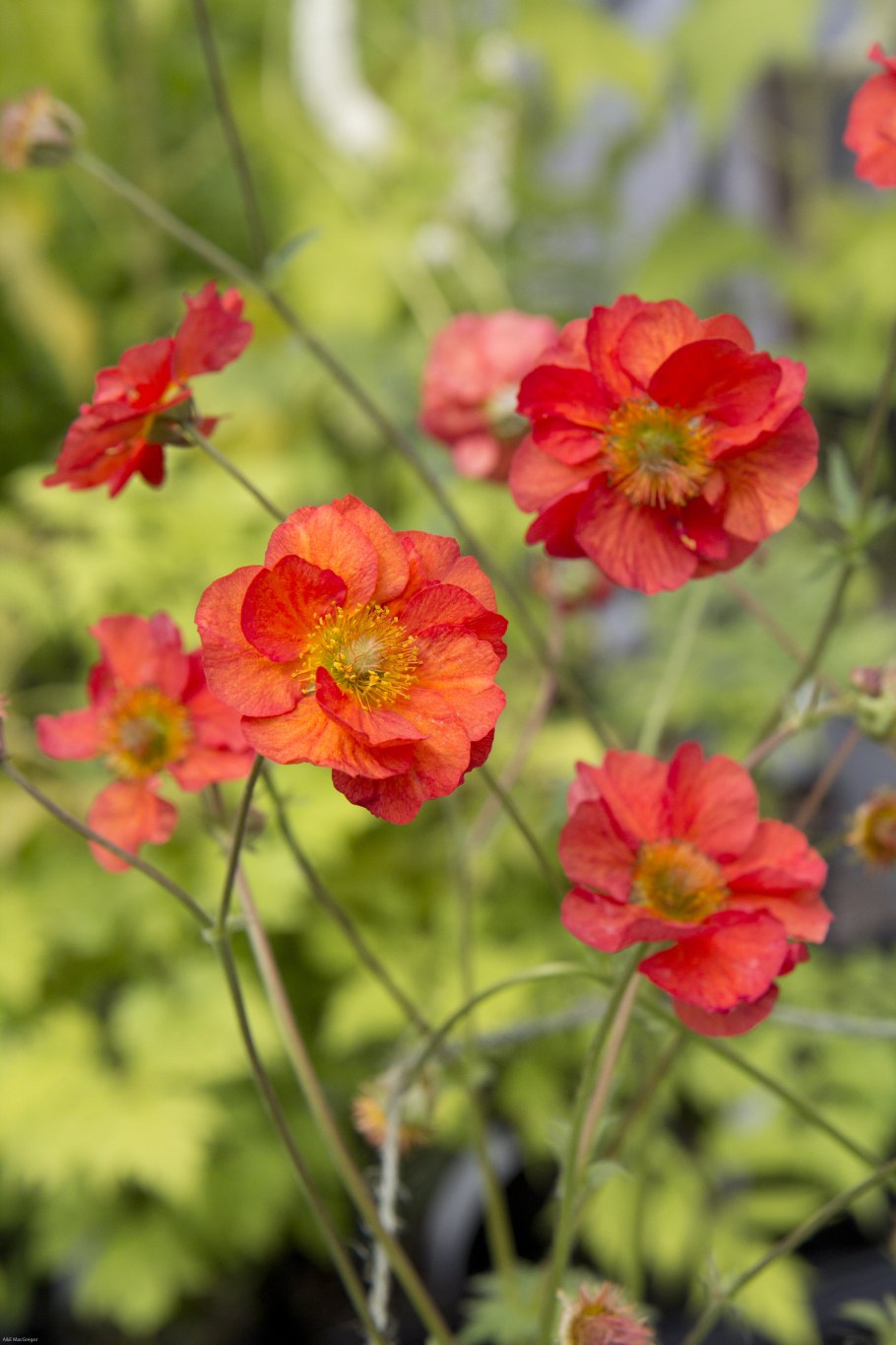 Гравилат Приречный