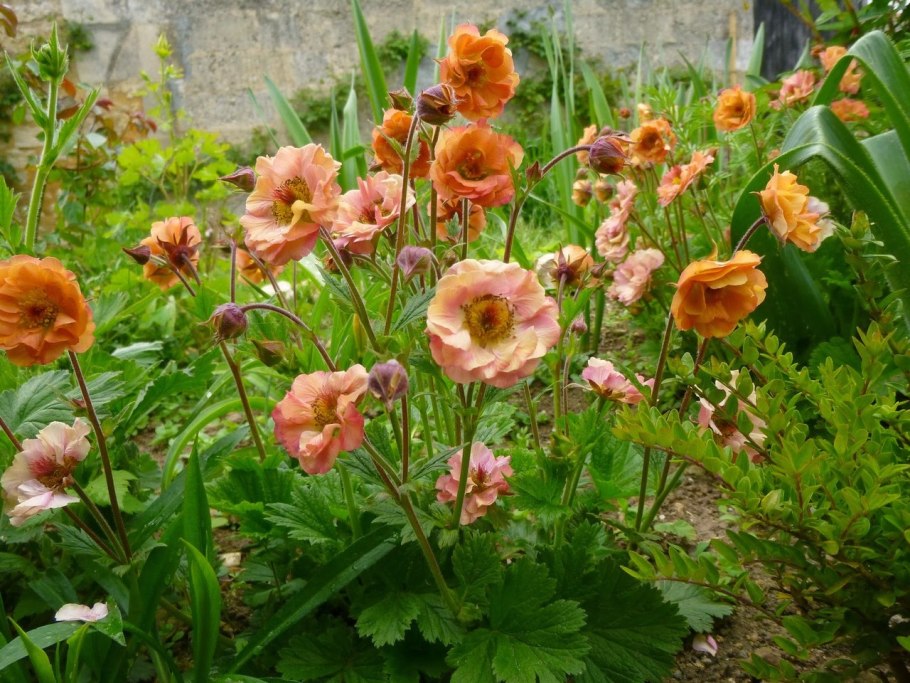 Гравилат трифлорум