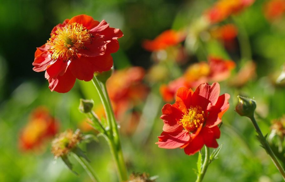 Гравилат брэдшоу