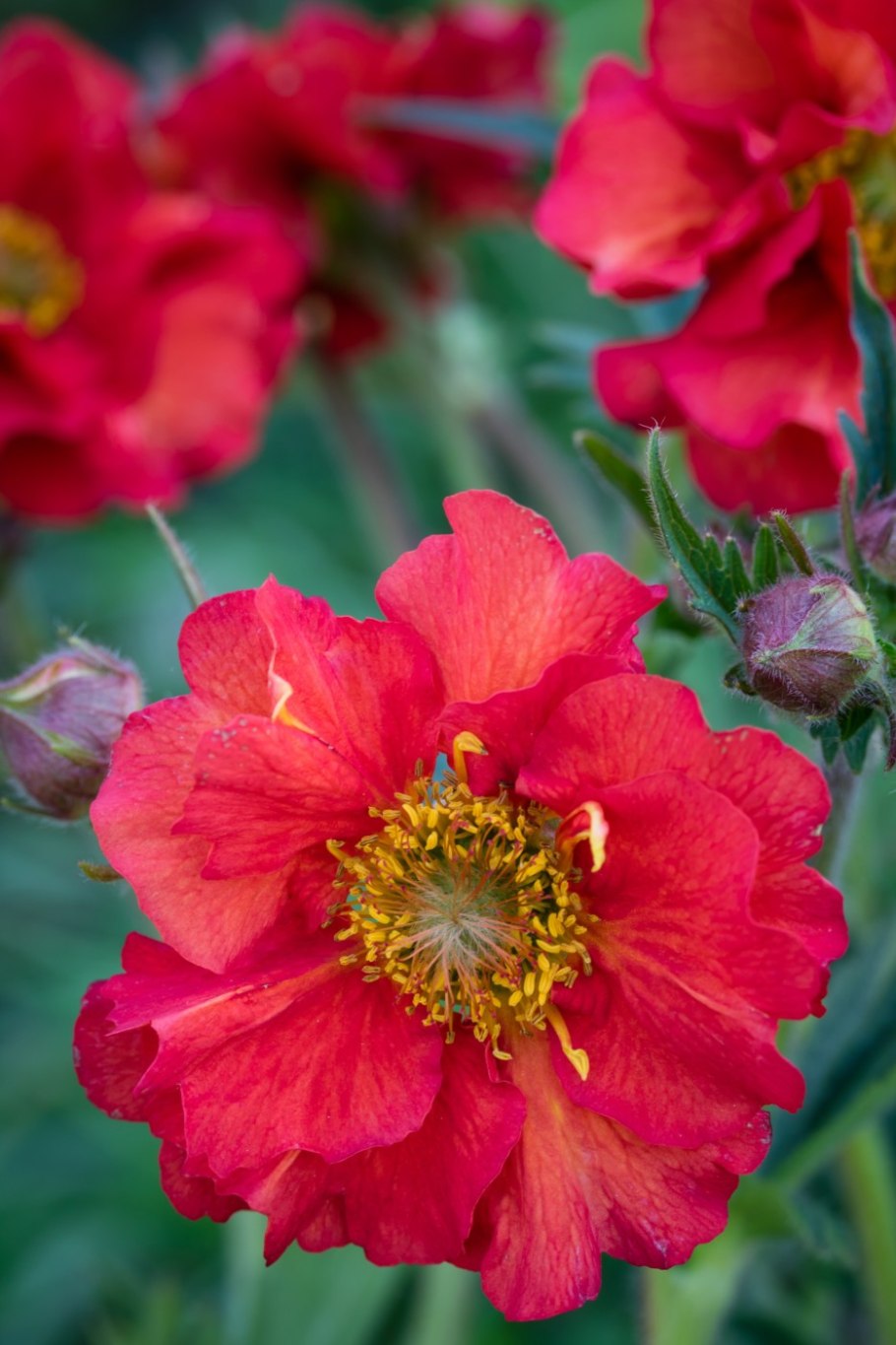 Гравилат чилийский