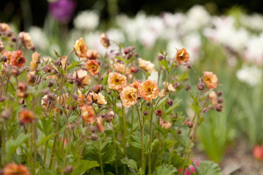 Гравилат горнолистный