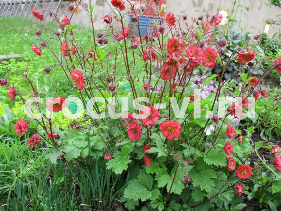 Гравилат чилийский Огненный шар