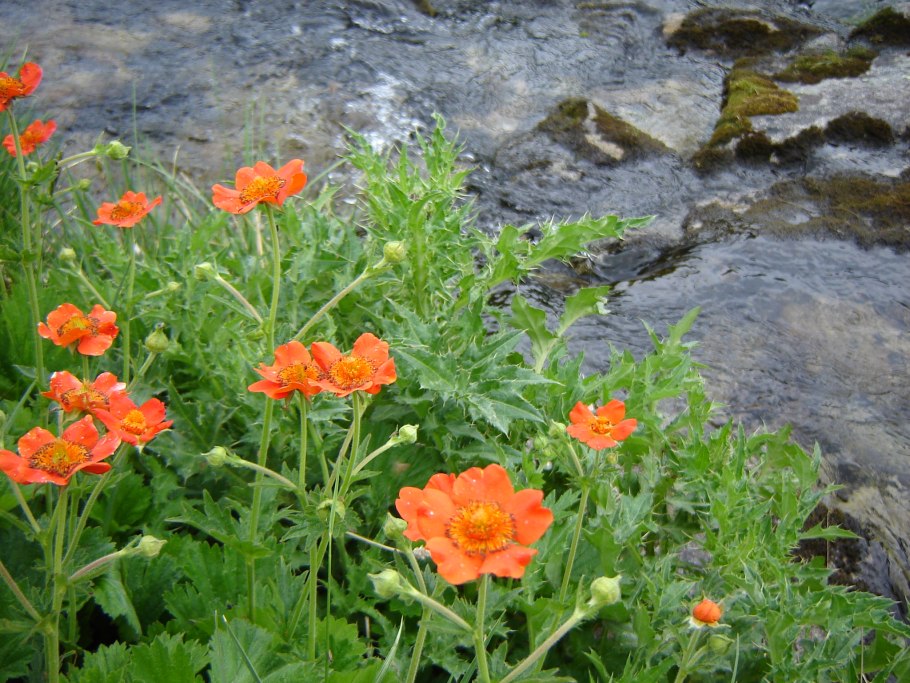 Гравилат чилийский